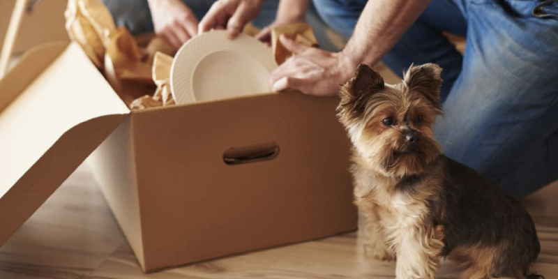 People Unpacking Their Kitchen Stuffs With Their Pet Dog.