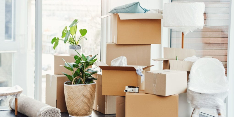A plant is placed near packed things in cardboard boxes that are ready to be relocated.